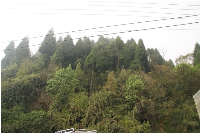 darjeeling%20(16).jpg