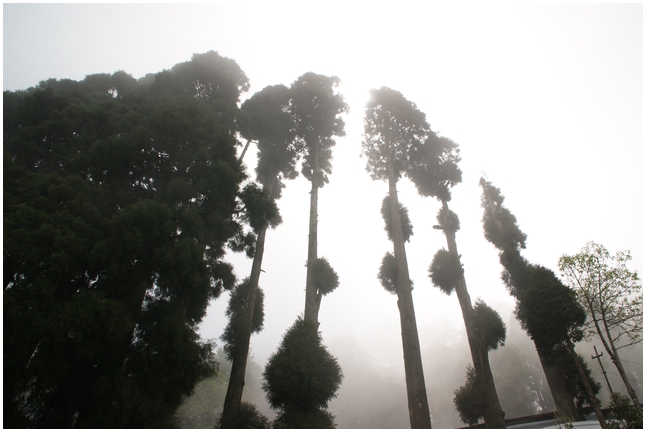 darjeeling%20(9).jpg