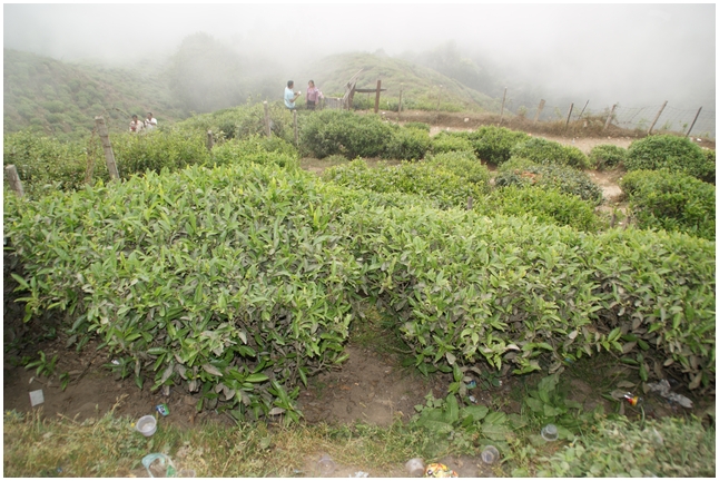 darjeeling%20(10).jpg