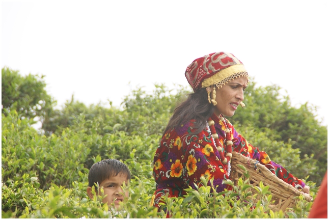 darjeeling%20(11).jpg
